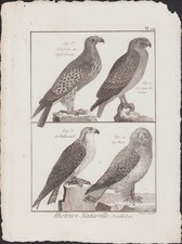 ✒ 1790 BUFFON Bonnaterre ORNITHOLOGIE Oiseaux Orfraie Balbuzard Buse