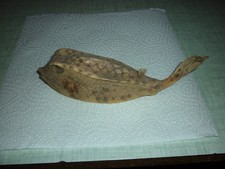 poisson coffre naturalisé en