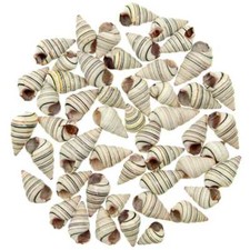 Coquillages liguus virgineus - 2 à 3 cm - Lot de 10