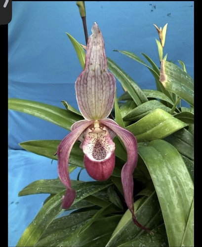 Phragmipedium schroederae - phragmipedium,