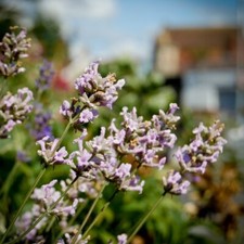 Huile essentielle de lavande