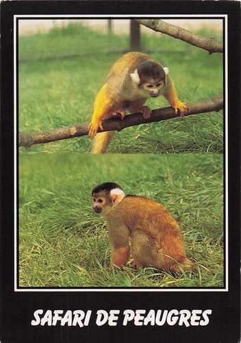 Peaugres safari - de,
