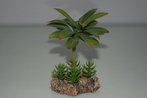 Vivarium désert plante - vivarium,