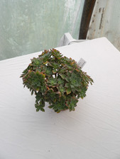 Aeonium cornish pixie big - aeonium,