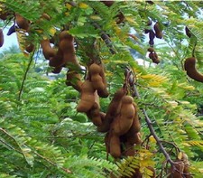 Tamarin doux - Tamarindus indica - 5+ graines - DÉLICATESSE ANCIENNE ! Gx 009