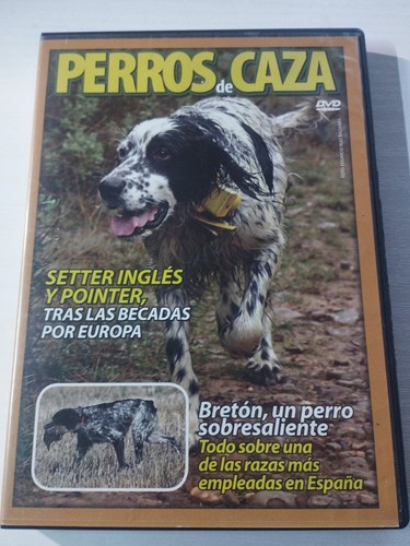 Perros caza setter - caza,