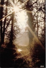 La Forêt Enchantée - Rayons