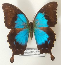 Papilio montrouzieri femelle -