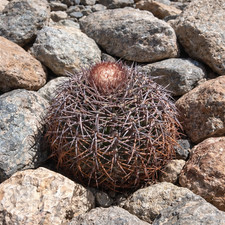 Melocactus amstutziae KK538 10