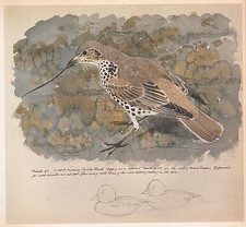 Beau Vintage Oiseau Imprimé ~