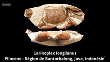 Crabe Carinoplax pliocène de