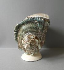 grand coquillage, Turbo