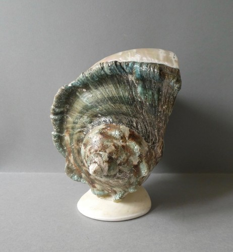 Grand coquillage turbo - grand,