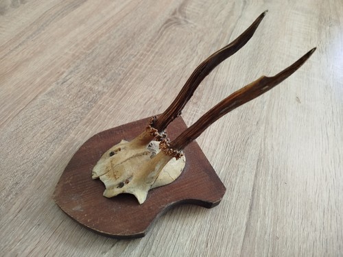 Ancien vrai crâne avec - ancien,