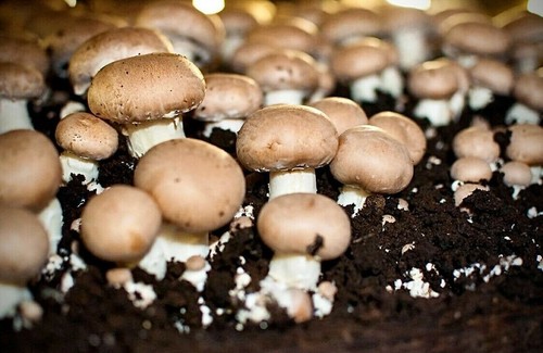 Graines de champignon - graines,