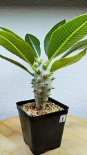 Pachypodium baronii
