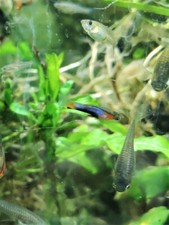 POECILIA ENDLER BLUE STAR - GUPPY ENDLER BLUE STAR LOT DE 10