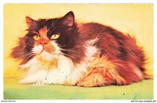 ASVP14-1085-CHAT - Persan tricolore