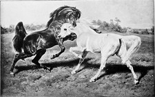 LE DUEL (ROSA BONHEUR) -