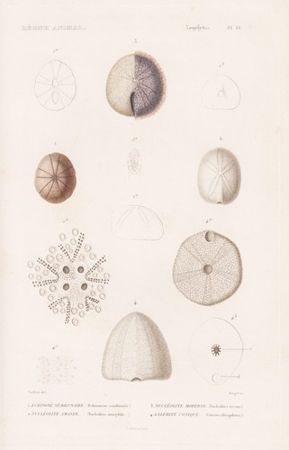 Echinoneus seeigel oursin - seeigel,