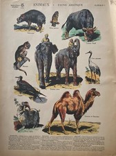 IMAGERIES REUNIES JARVILLE NANCY  ANIMAUX  PLANCHE N° 7  FAUNE  ASIATIQUE