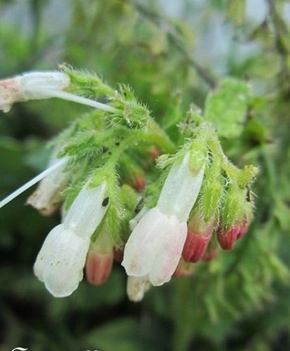 Consoude officinale fleur - consoude,