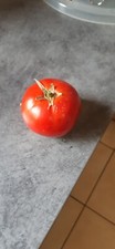 50 graines tomates rondes grappe récolte 2024