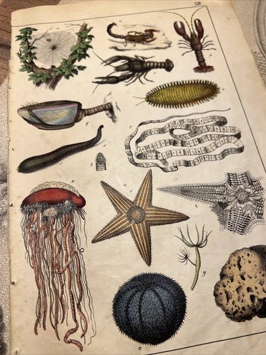 Biologie méduse lithographie - biologie,