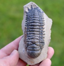 Trilobite - Crotalocephalina