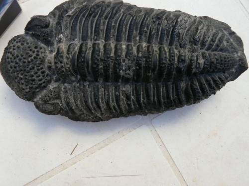 Gros trilobite phacops fossile