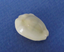 Cypraea Moneta Tuberculosa 22,4 mm Gem Nouvelle Calédonie