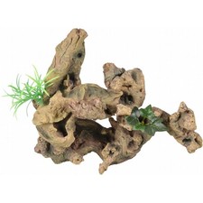 Racine et plante. Taille: 30 x