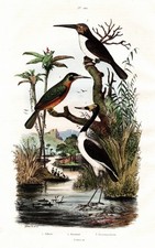 Jabiru Jacamar Oiseaux Oiseaux