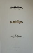 Gobies Tachetés Gobie