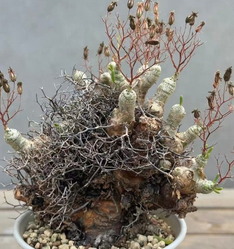 Sale rare cacti plant - sale,