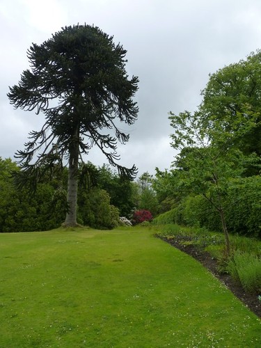 Photo 12x8 araucaria araucana - photo,