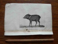  Gravure animalière   XIX° - LE PÉCARI 1825