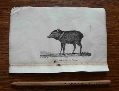 Gravure animalière xix - gravure,