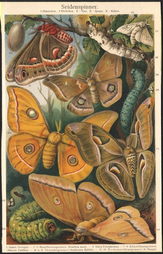1890 lithographie papillons - 1890,