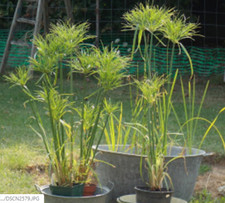 Plant papyrus cyperus - plant,