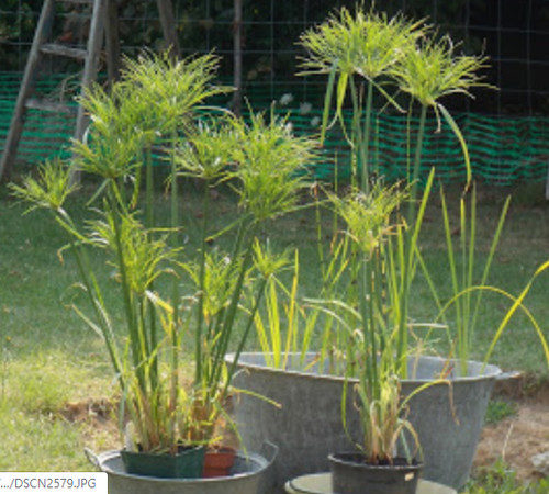 Plant papyrus cyperus - papyrus,