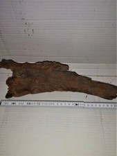 RACINE DE TOURBIERE - BOGWOOD