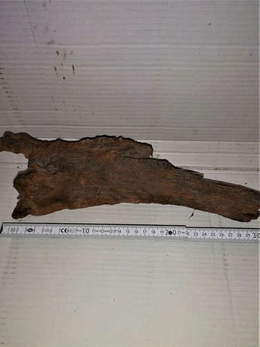 Racine tourbiere bogwood - racine,