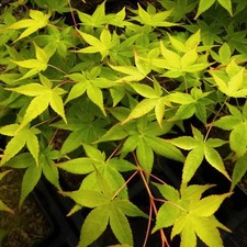 Acer palmatum aureum - palmatum,