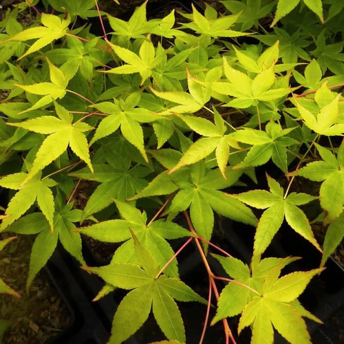 Acer palmatum aureum - acer,