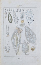 Gravure aquarellée XIXe - INFUSOIRES