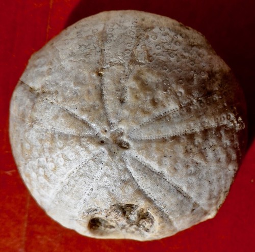 Oursin fossile crétacé - crÉtacÉ, de