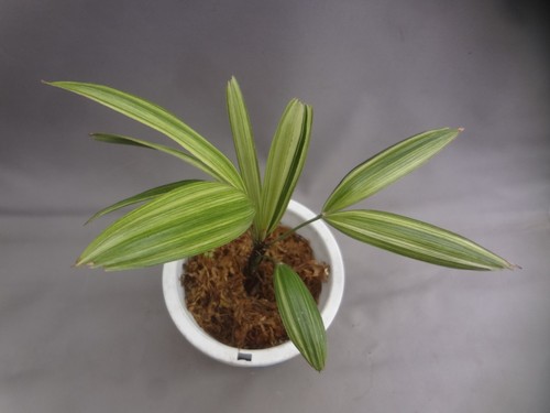 Rhapis excelsa aya nishiki - rhapis, nishiki’