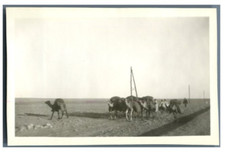 Maroc, Une caravane de