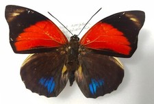 Agrias amydon tryphon male